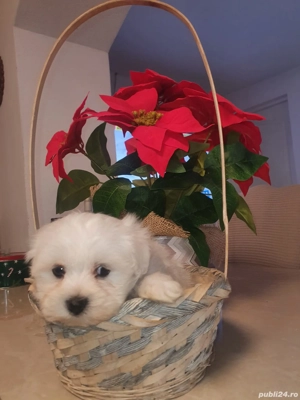 vînd bichon maltez talie mică