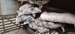 Șoldani de vânzare  - imagine 2