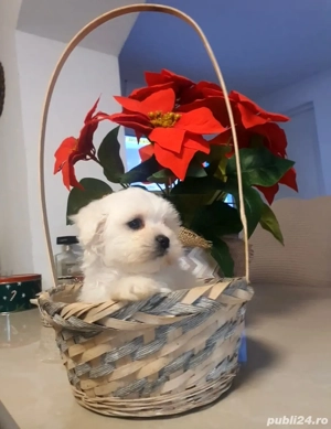 vînd bichon maltez talie mică - imagine 2