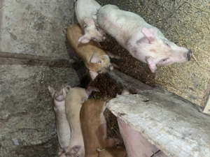 porci de vânzare,pentru detalii,sună! - imagine 6