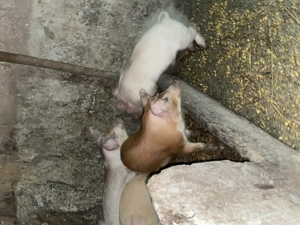 porci de vânzare,pentru detalii,sună! - imagine 7