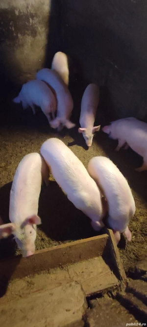 vând soldani de 4 luni