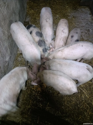 Purcei disponibili! - imagine 4