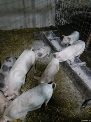 Purcei disponibili! - imagine 3