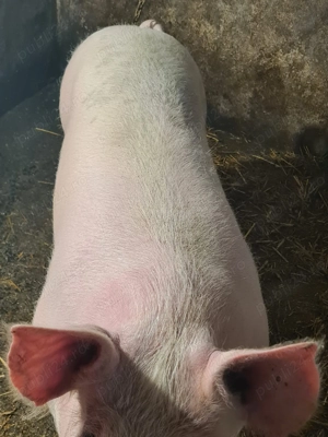 Vând porc de 150 de kg - imagine 2