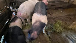 Vând porci de calitate  - imagine 2