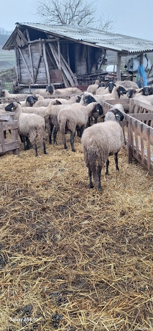 Oi de vânzare. Prețul este negociabil la telefon - imagine 4