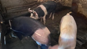 Vând porci de calitate  - imagine 3