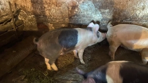 Vând porci de calitate  - imagine 4