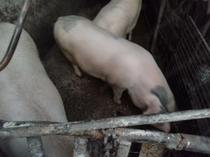 Vând porc pt. sacrificat |Rasă mixta-carne și slănină| 150 160kg