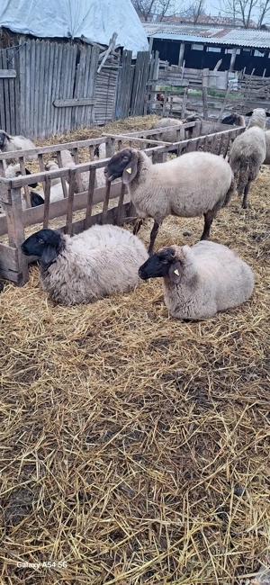 Oi de vânzare. Prețul este negociabil la telefon - imagine 3