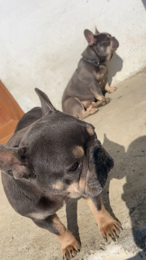 Buldogi francezi cu pedigree  - imagine 2