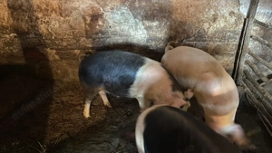 Vând porci de calitate  - imagine 5