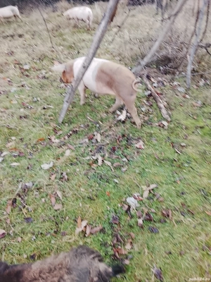 vand purcei  - imagine 2