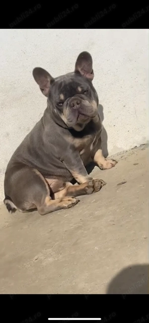 Buldogi francezi cu pedigree 