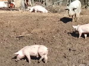 vand purcei  - imagine 3