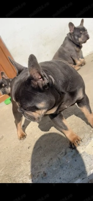 Buldogi francezi cu pedigree  - imagine 5