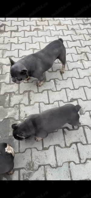 Buldogi francezi cu pedigree  - imagine 4