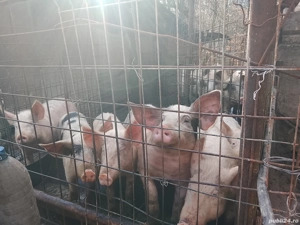 vand purcei  - imagine 5