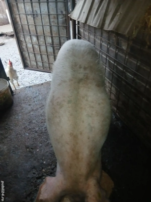 vand purcea pentru Crăciun  - imagine 2