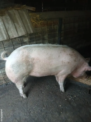 vand purcea pentru Crăciun 