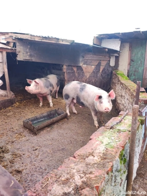 porc de carne In jur de 170 kg 