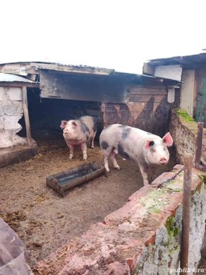 porc de carne In jur de 170 kg  - imagine 2