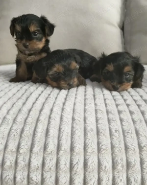 Yorkshire Terrier toy fetita  - imagine 2