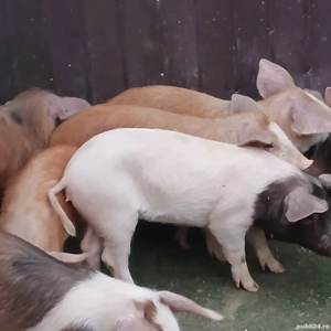 purcei soldani  - imagine 3