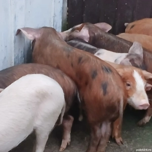 purcei soldani  - imagine 2