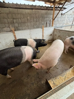 Vand porci crescuți în gospodarie - imagine 2