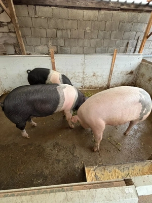 Vand porci crescuți în gospodarie - imagine 3