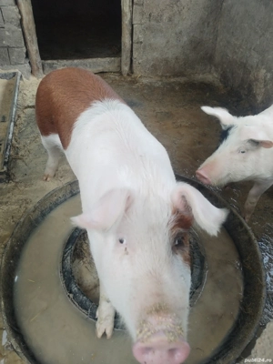 Vând 2 șoldani  - imagine 3