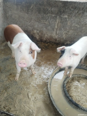 Vând 2 șoldani  - imagine 2