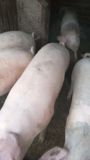 Porc de vanzare  - imagine 4