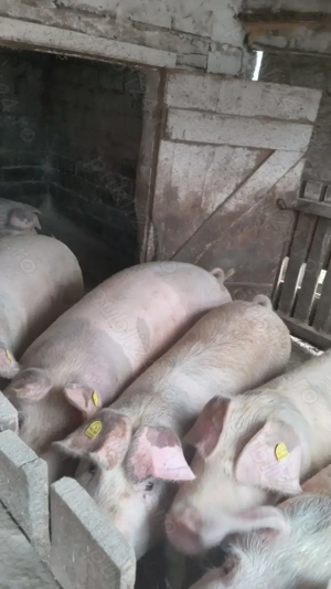 Porc de vanzare  - imagine 5