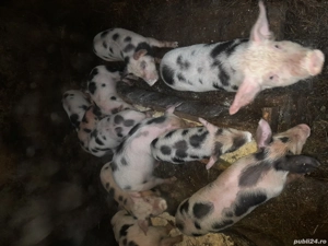 Vând purcei - imagine 2