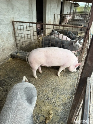 Porci de vanzare