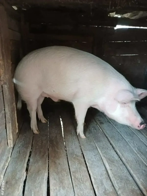 Porci de vânzare 