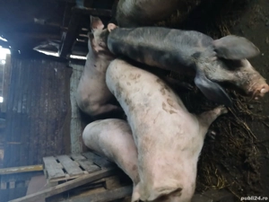 Dau porci pe mâncare sau vitei - imagine 2