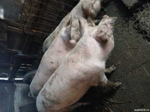 Dau porci pe mâncare sau vitei - imagine 3
