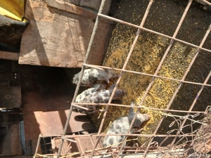 Dau porci pe mâncare sau vitei - imagine 5