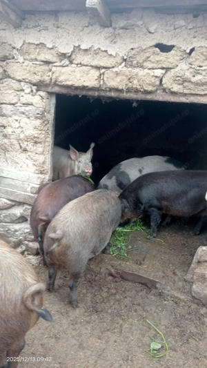 Vând porci crescuți bio.