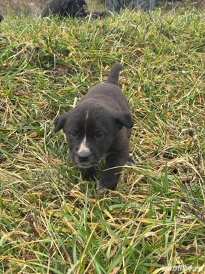 Donez catelusi !  - imagine 3