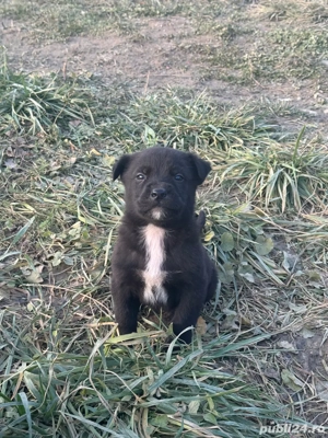 Donez catelusi !  - imagine 4