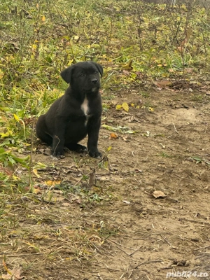 Donez catelusi !  - imagine 2