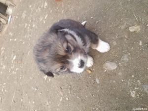 donez catei  - imagine 5