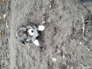 donez catei  - imagine 4