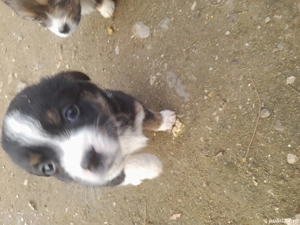 donez catei  - imagine 3