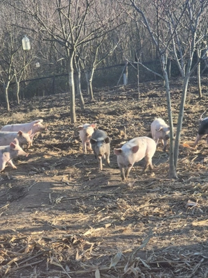 Purcei de vanzare - imagine 4